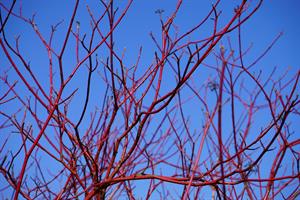 dogwood
